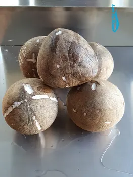 Полуавтоматическая машина для очистки кокоса от скорлупы 5